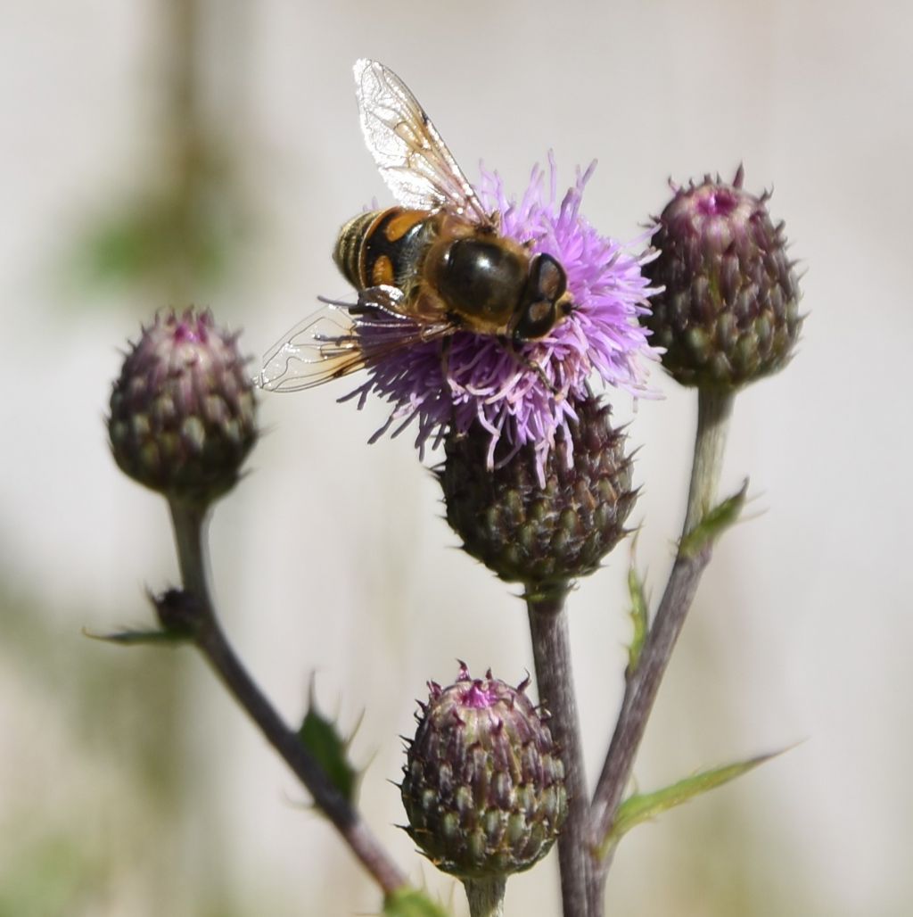 Cirsium arvense?  S !