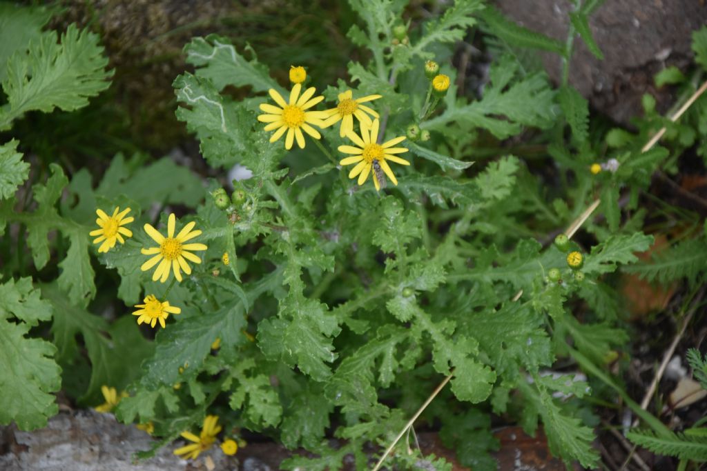 Senecio squalidus subsp. rupestris