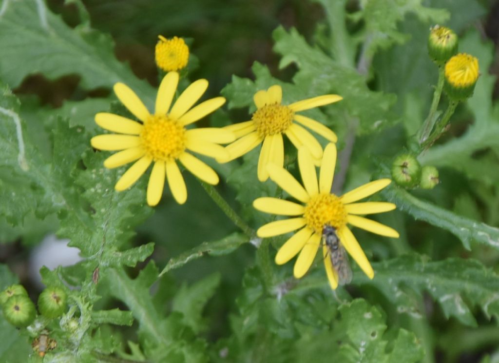 Senecio squalidus subsp. rupestris