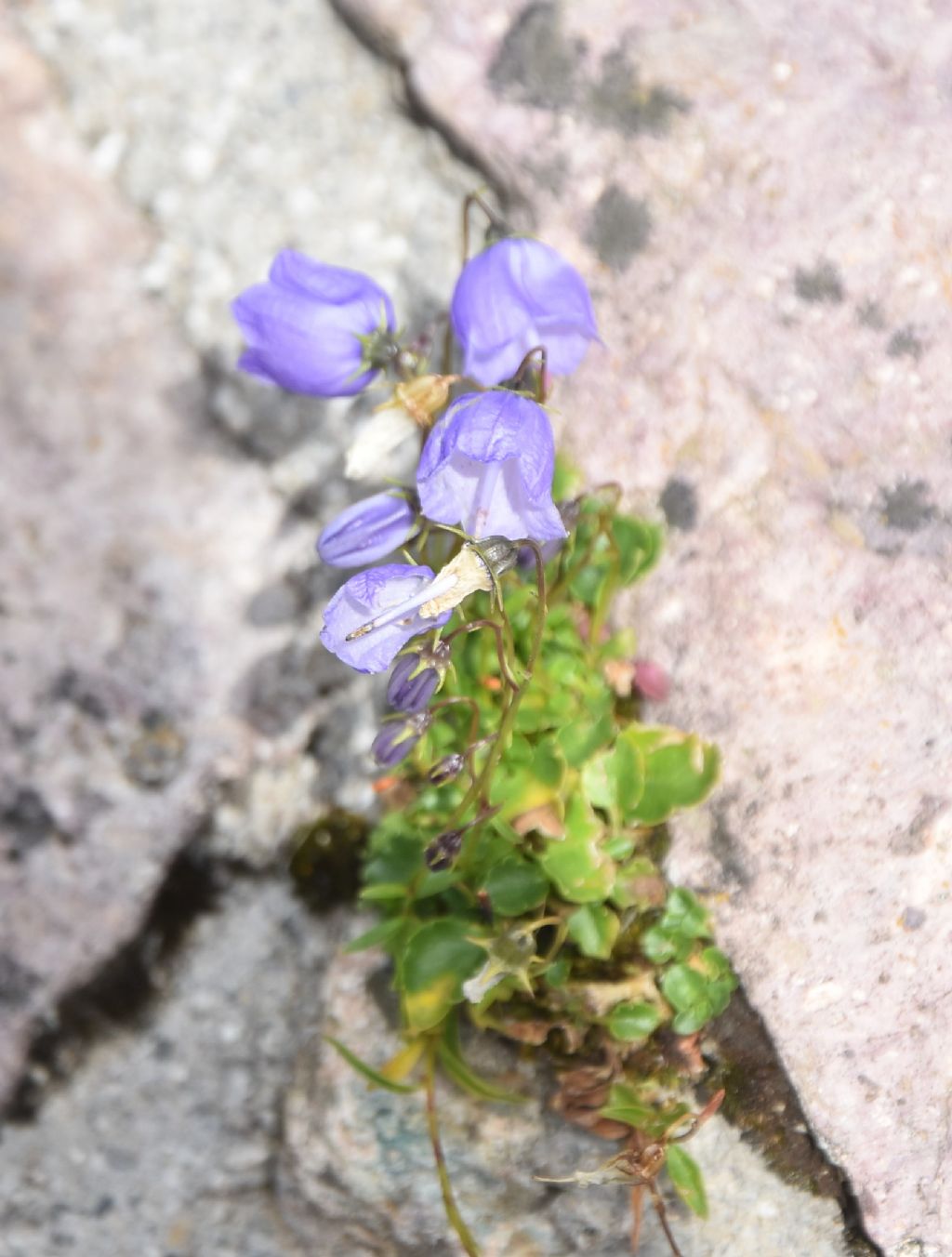 Campanula cochleariifolia