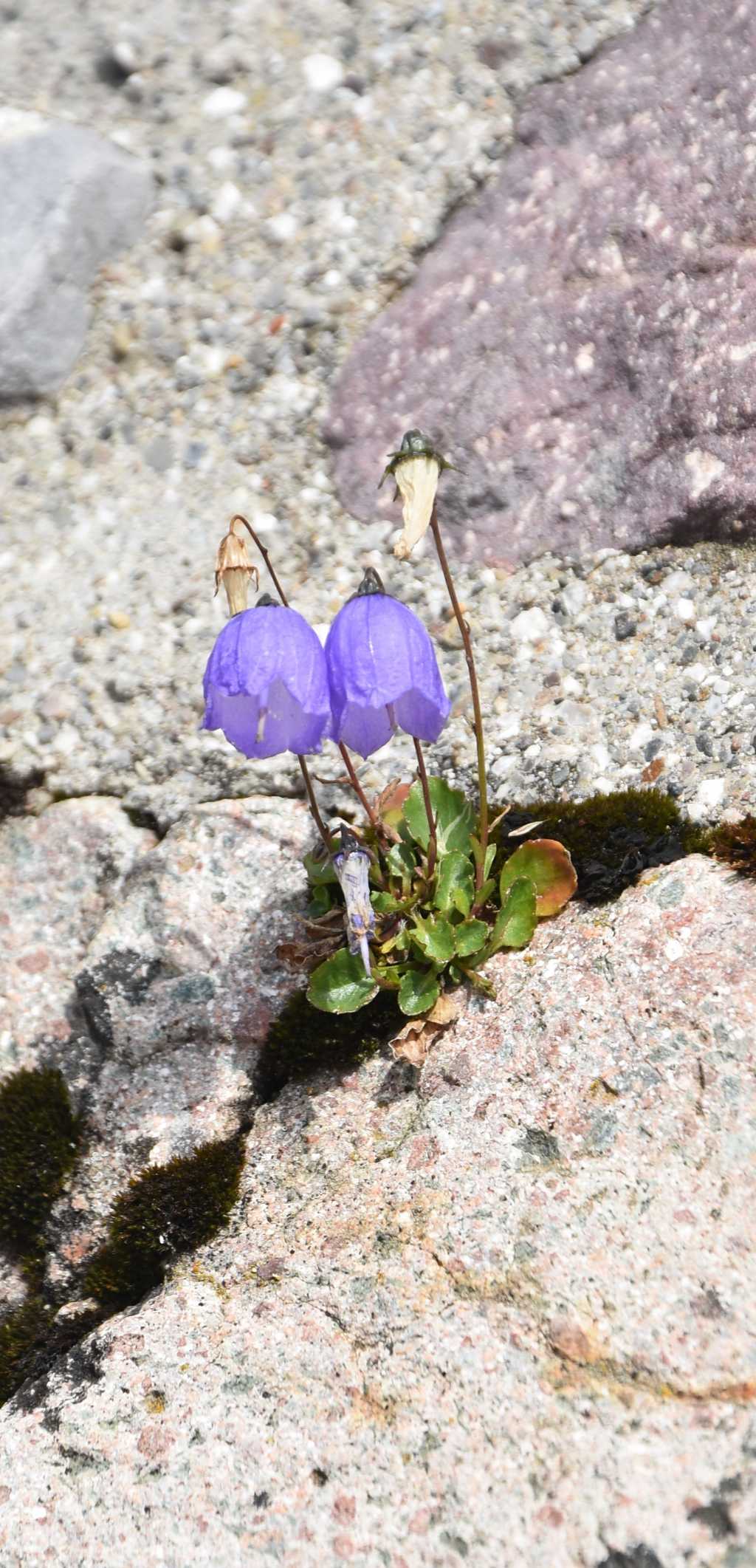 Campanula cochleariifolia