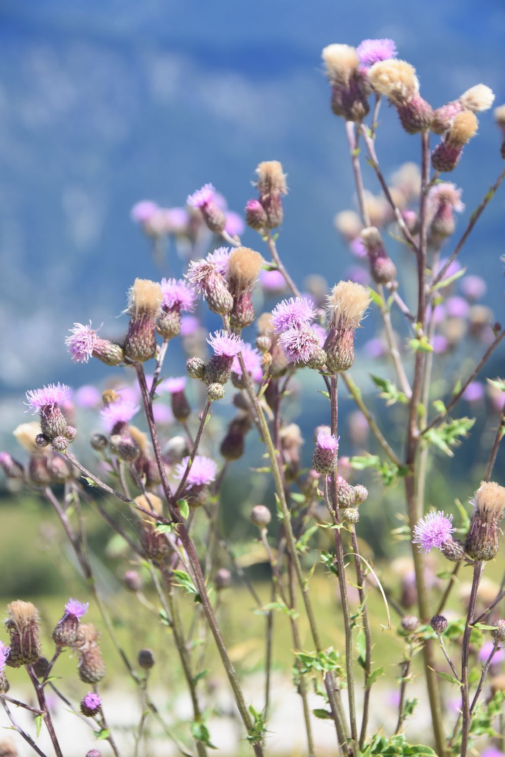 Cirsium arvense?  S !