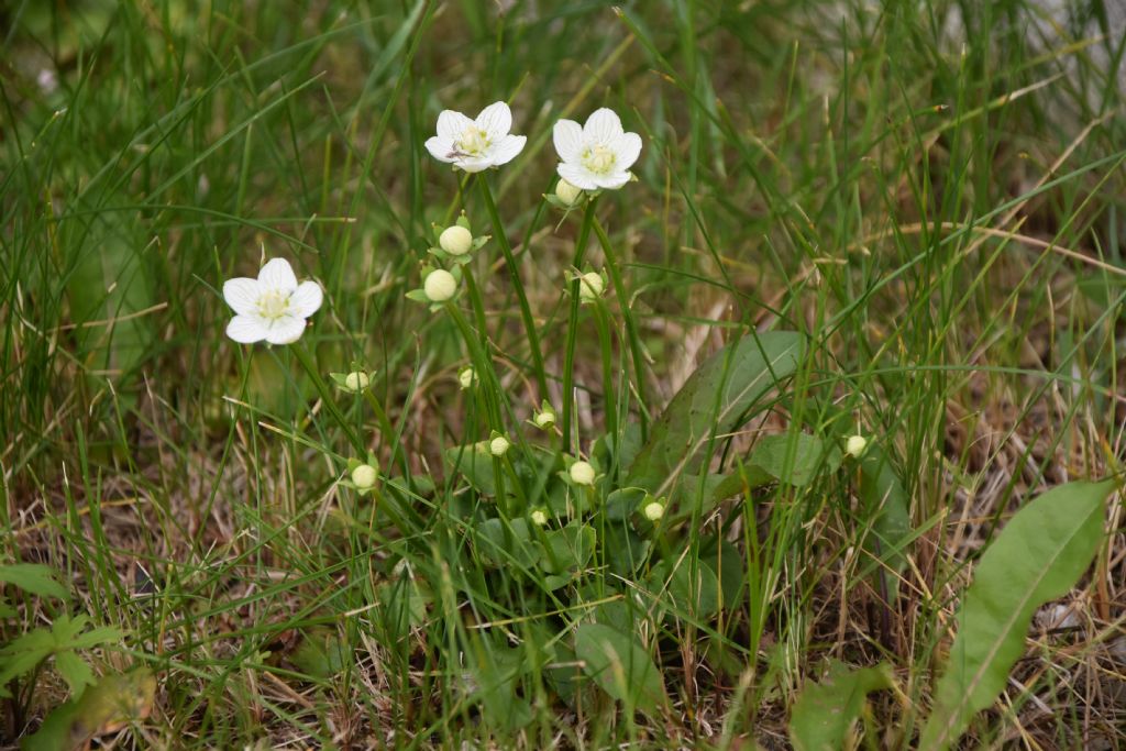 Parnassia palustris (Celastraceae)