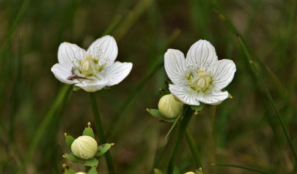 Parnassia palustris (Celastraceae)