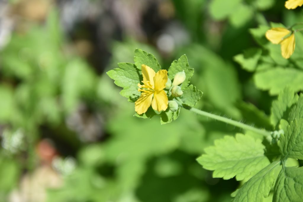 Chelidonium majus (Papaveraceae)