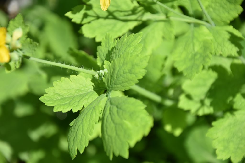 Chelidonium majus (Papaveraceae)