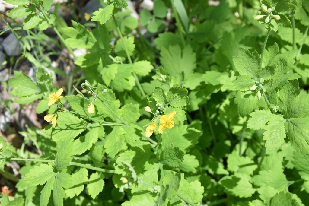 Chelidonium majus (Papaveraceae)