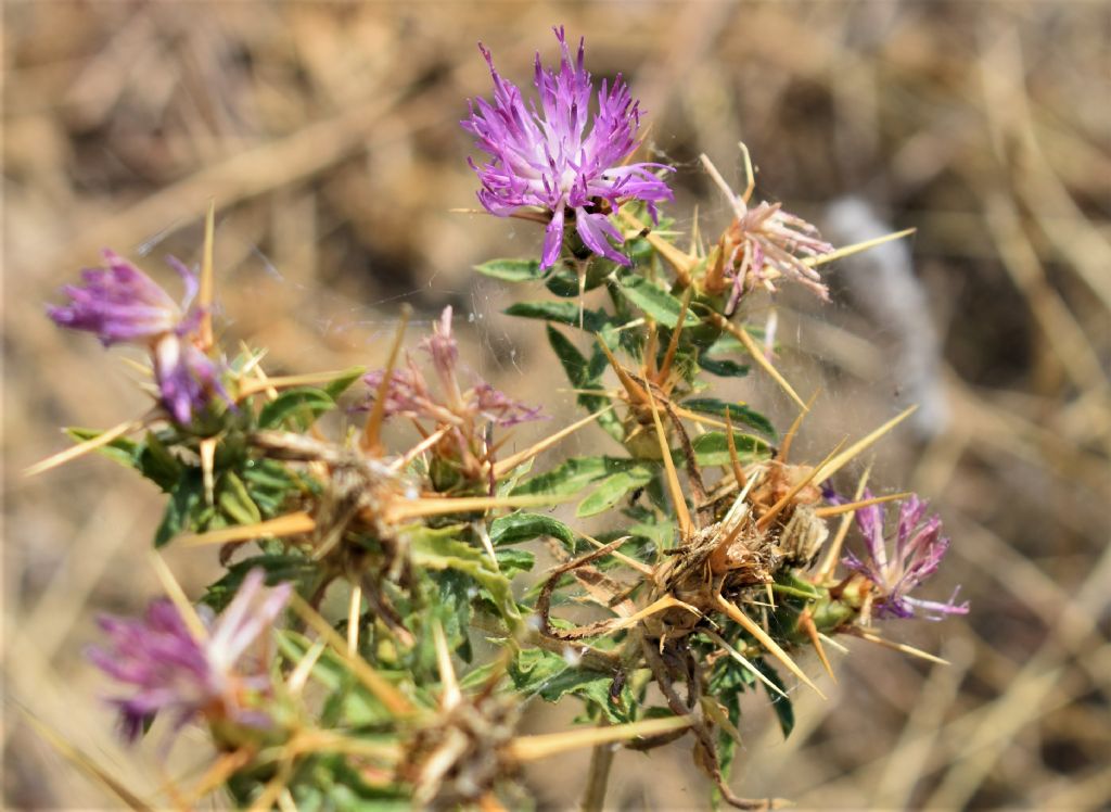 Centaurea calcitrapa