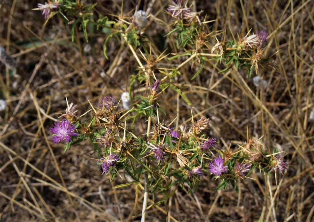 Centaurea calcitrapa