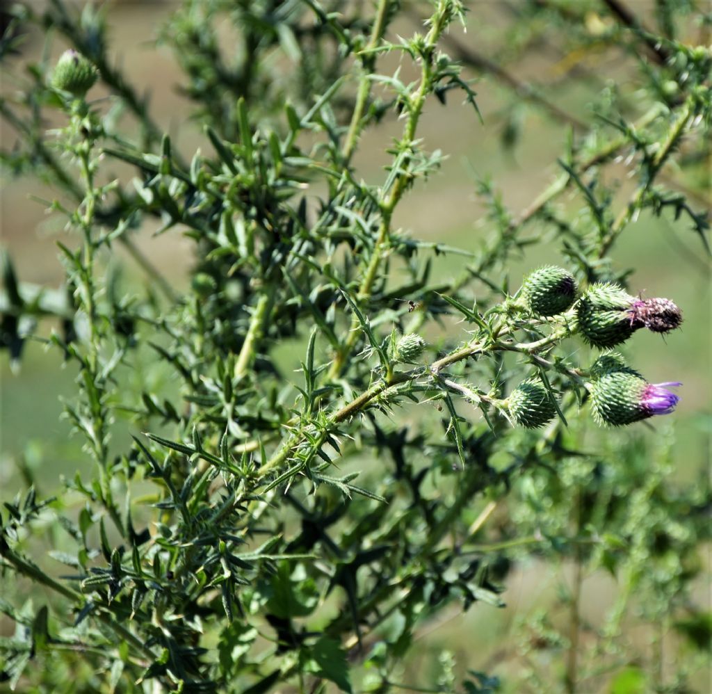 Cirsium vulgare