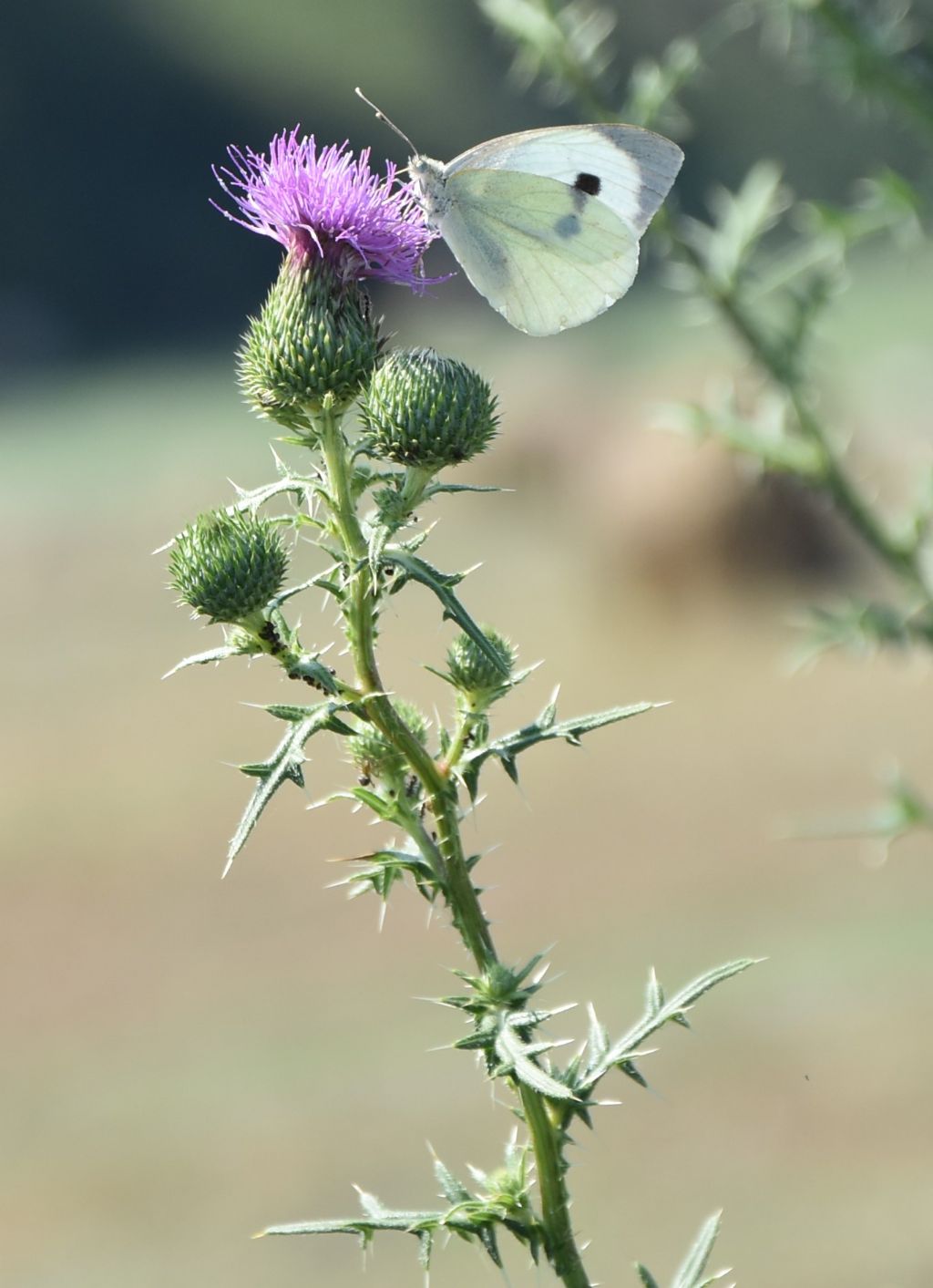 Cirsium vulgare