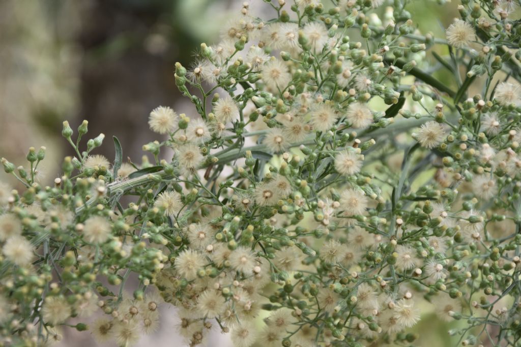 Erigeron sumatrensis