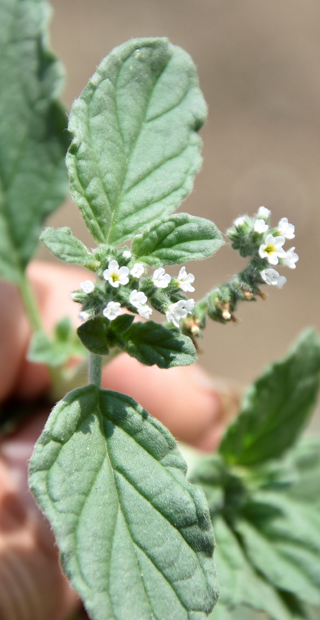 Eliotropium europaeum (Boraginaceae)