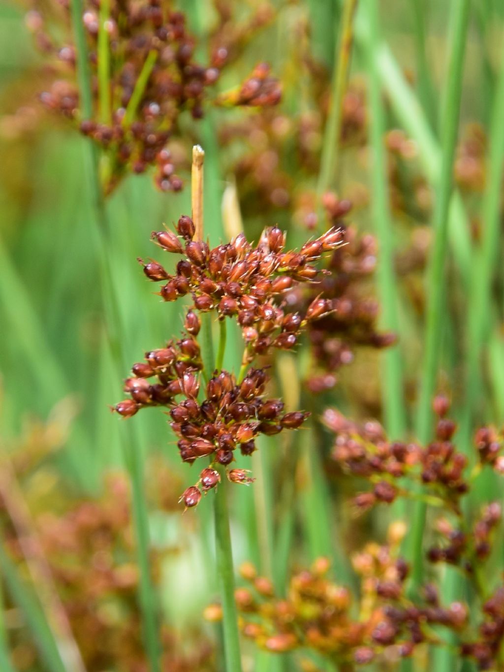 possibile juncus