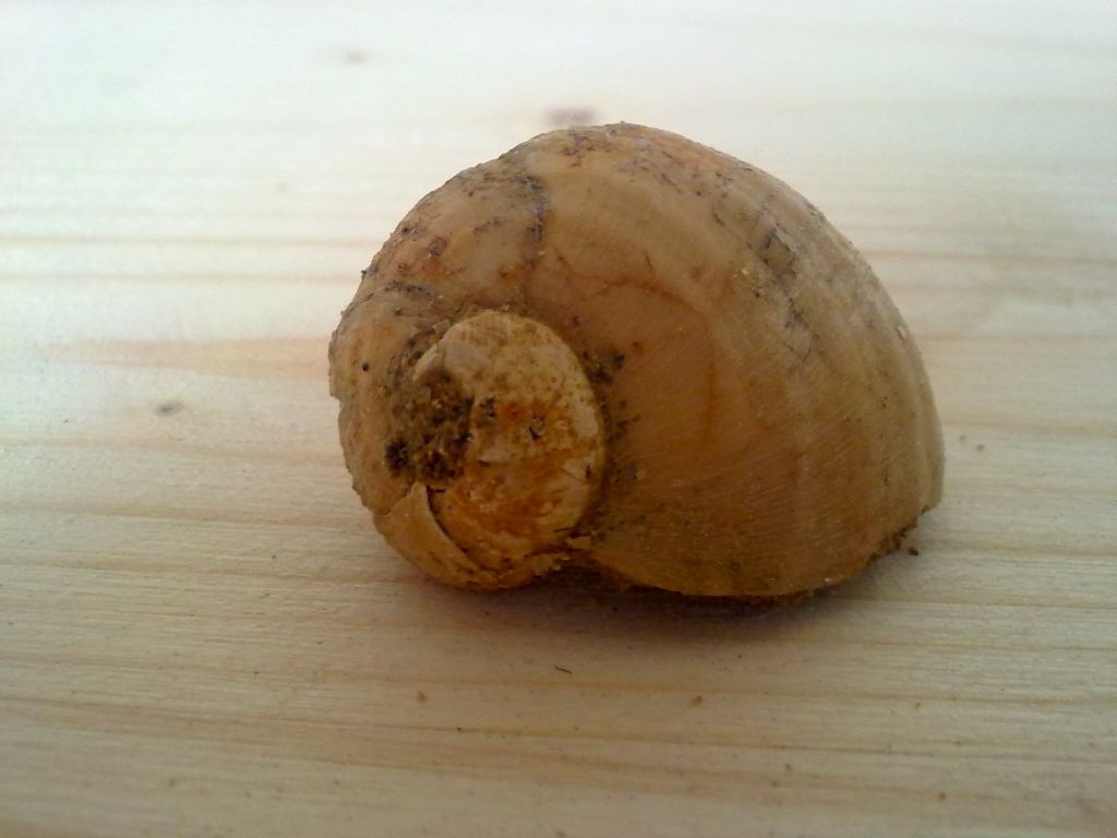 Fossile da determinare