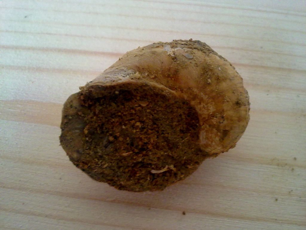 Fossile da determinare