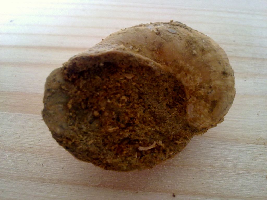 Fossile da determinare