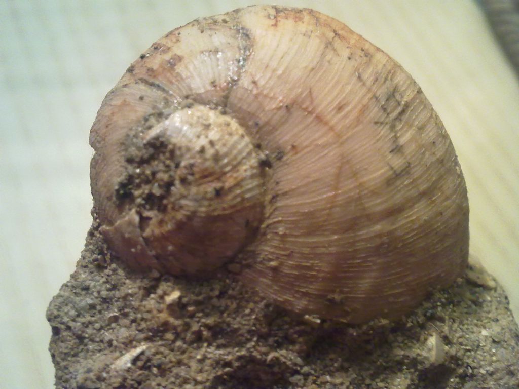 Fossile da determinare