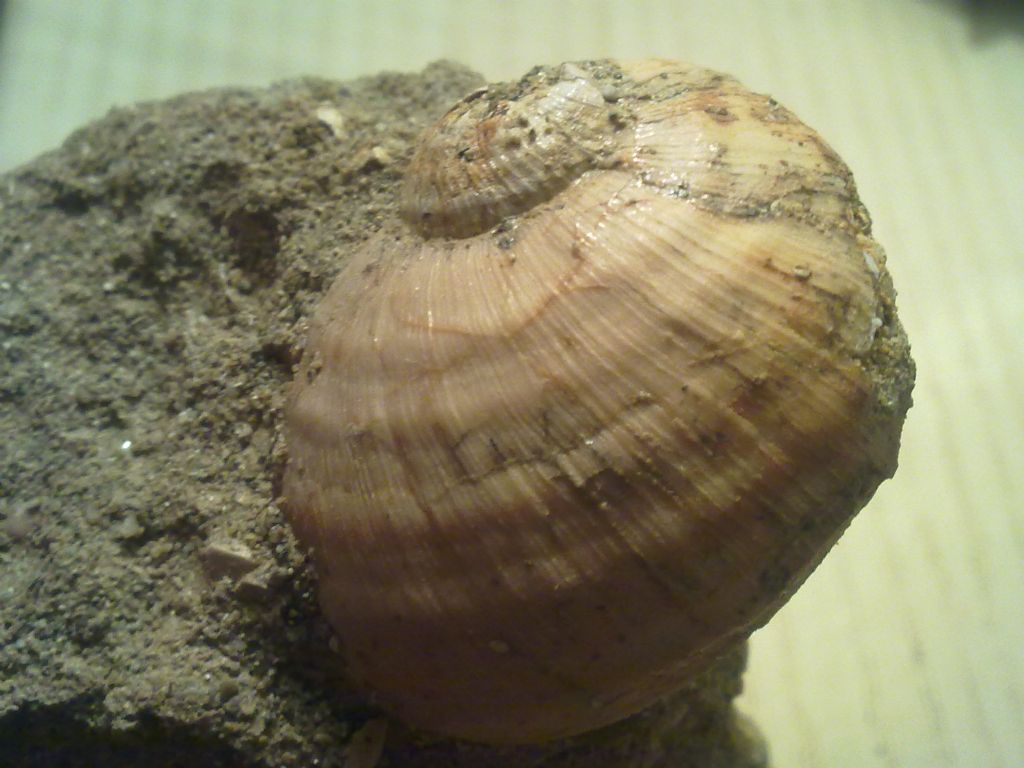 Fossile da determinare