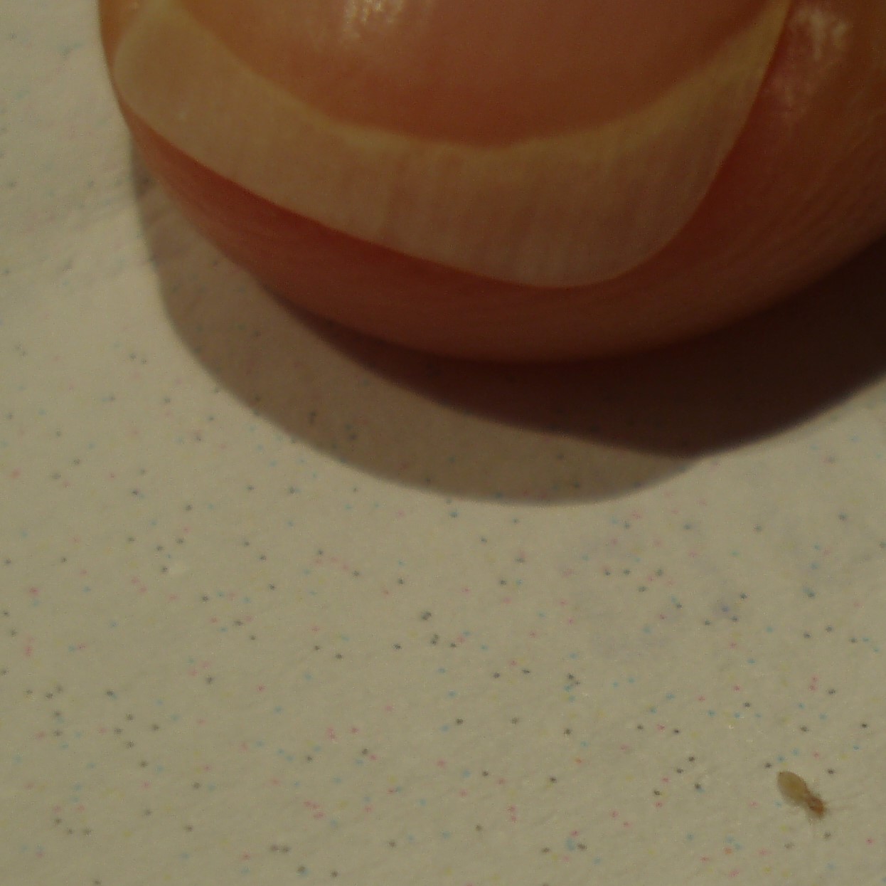 Aiuto identificazione 2 specie