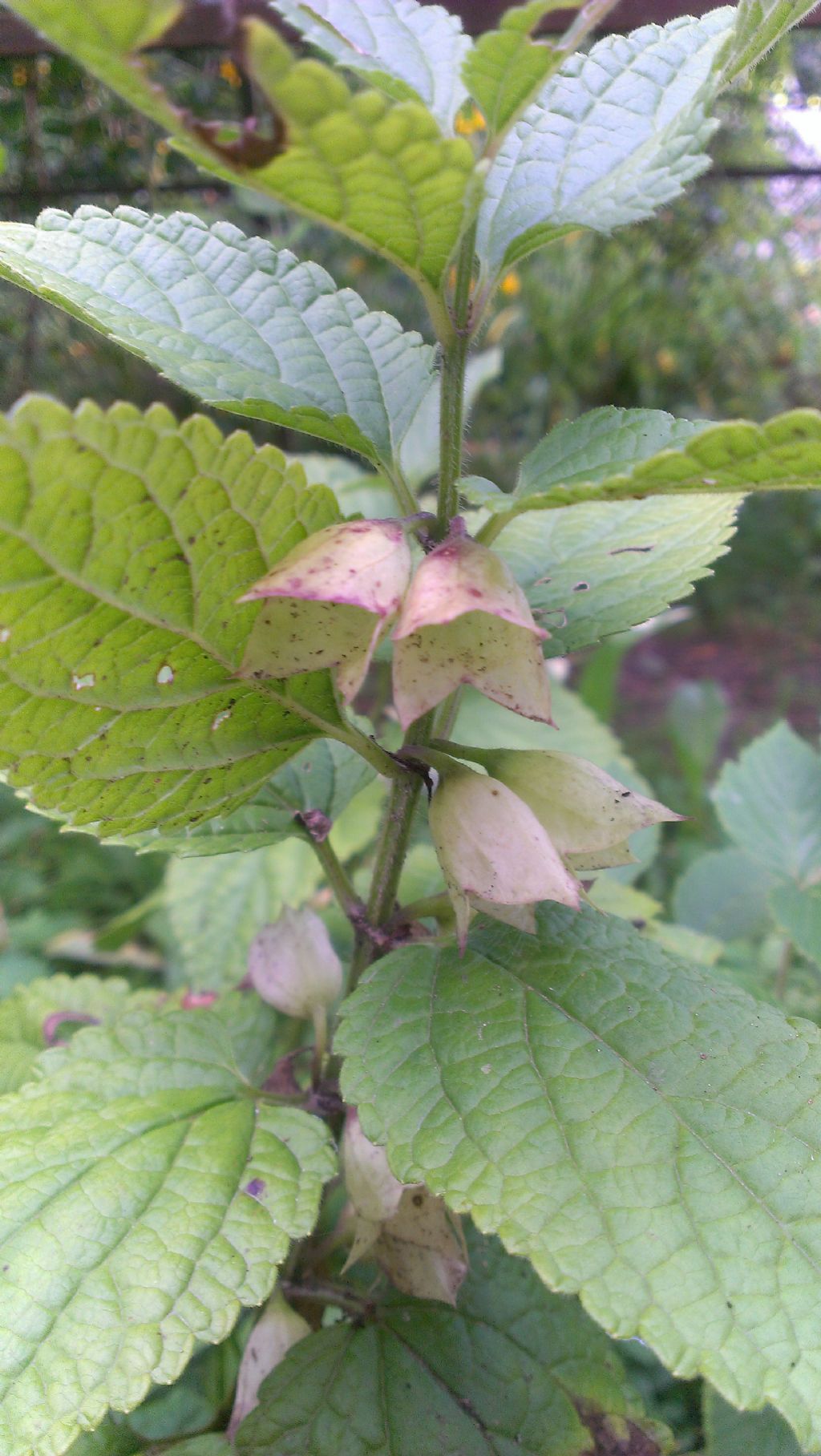 Melittis melissophyllum