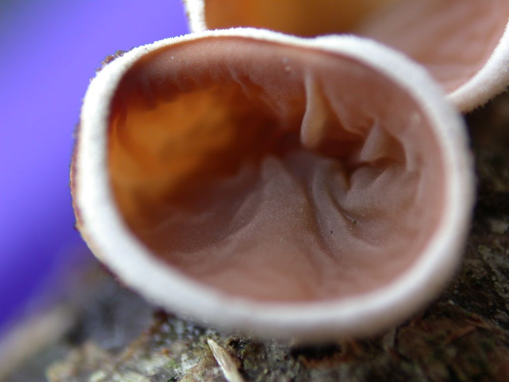 Strano funghetto - Schizophyllum amplum