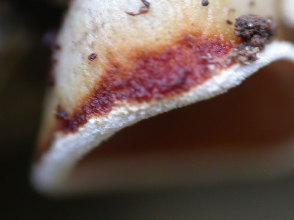 Strano funghetto - Schizophyllum amplum