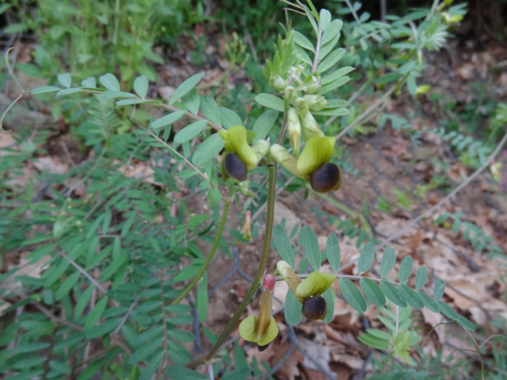 Vicia melanops