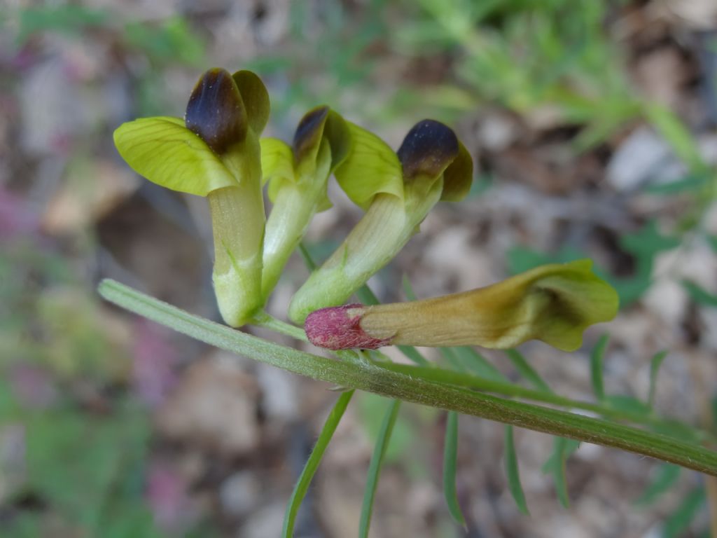 Vicia melanops
