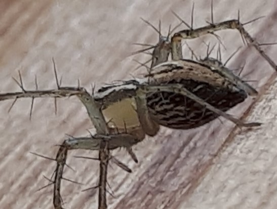 Oxyopes ?