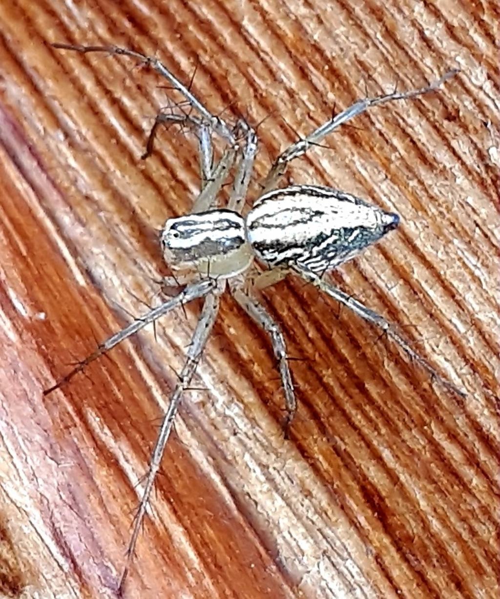 Oxyopes ?