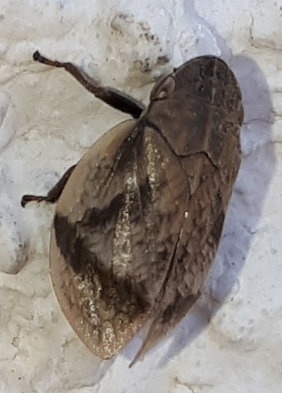 Cicadomorpha Aphrophoridae: Lepyronia coleoptrata ?   S !