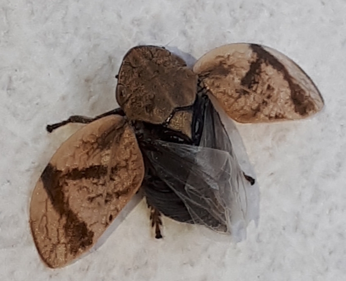 Cicadomorpha Aphrophoridae: Lepyronia coleoptrata ?   S !