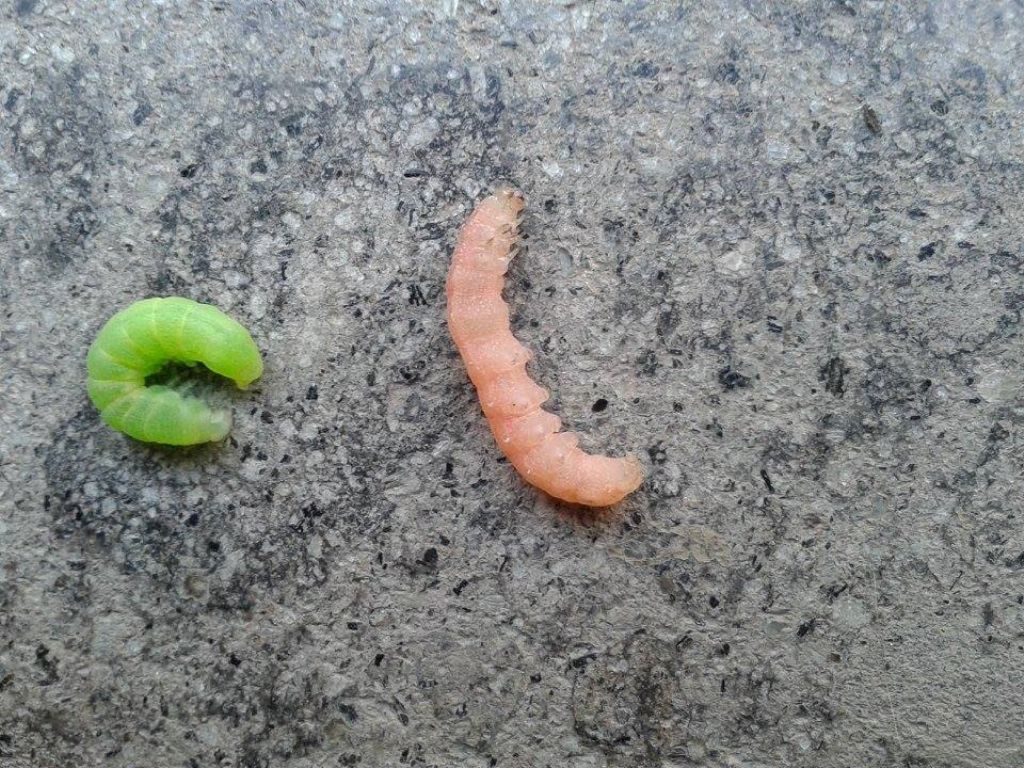 bruchi trovati in vasi di menta...