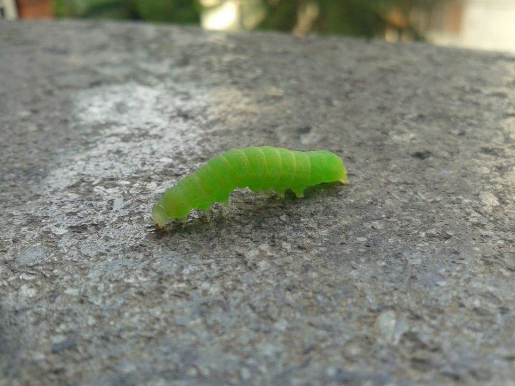 bruchi trovati in vasi di menta...