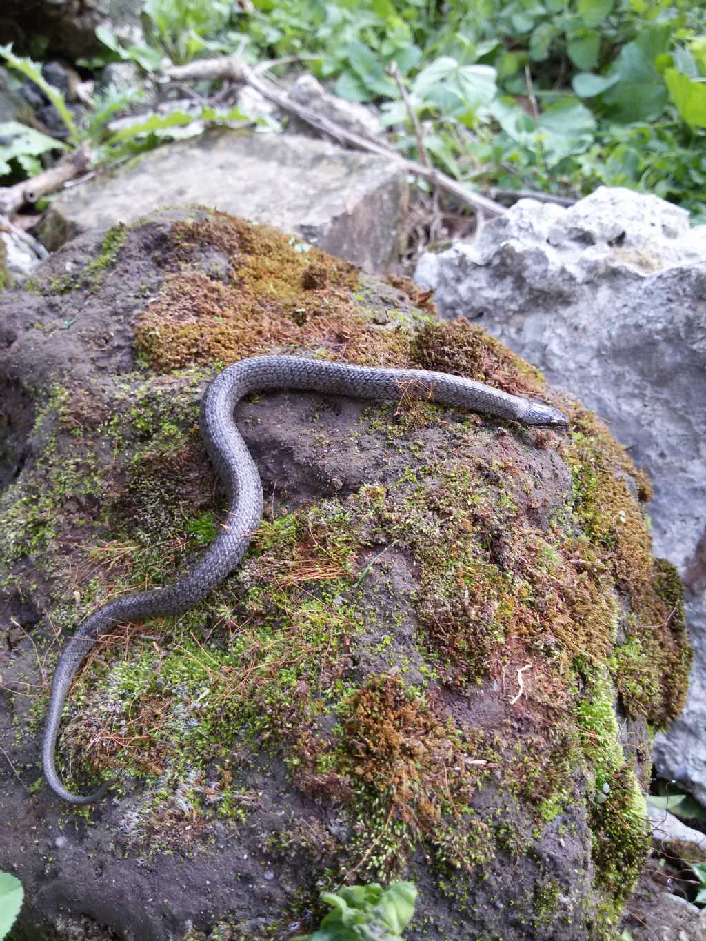 Mi potreste aiutare a riconoscerlo?    Coronella austriaca