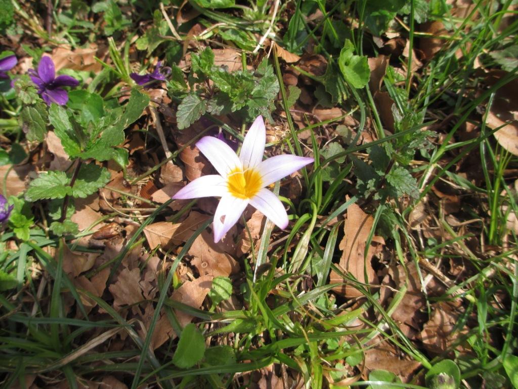 Romulea bulbocodium