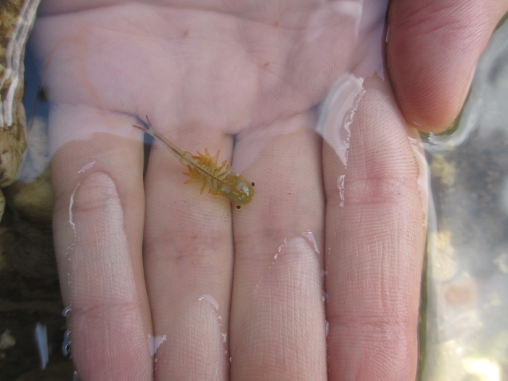 Chirocephalus cfr. diaphanus del Partenio