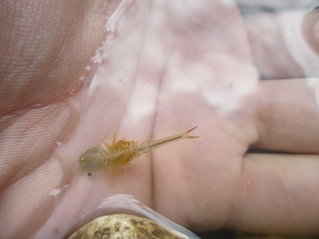 Chirocephalus cfr. diaphanus del Partenio