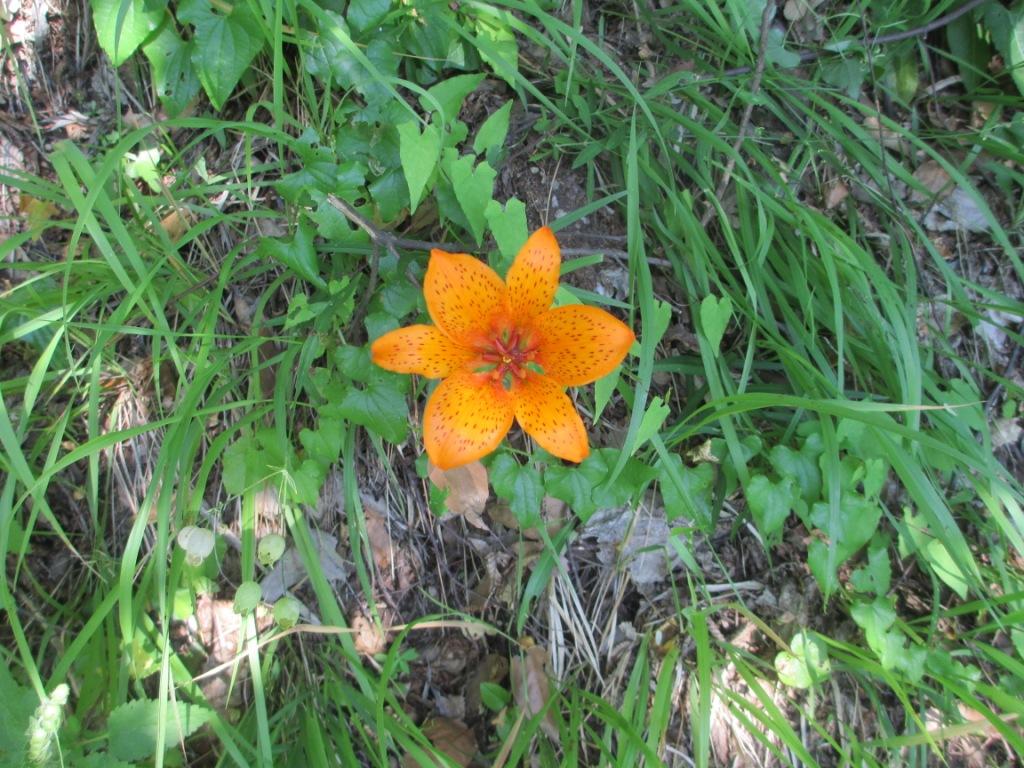 Lilium bulbiferum s.l.