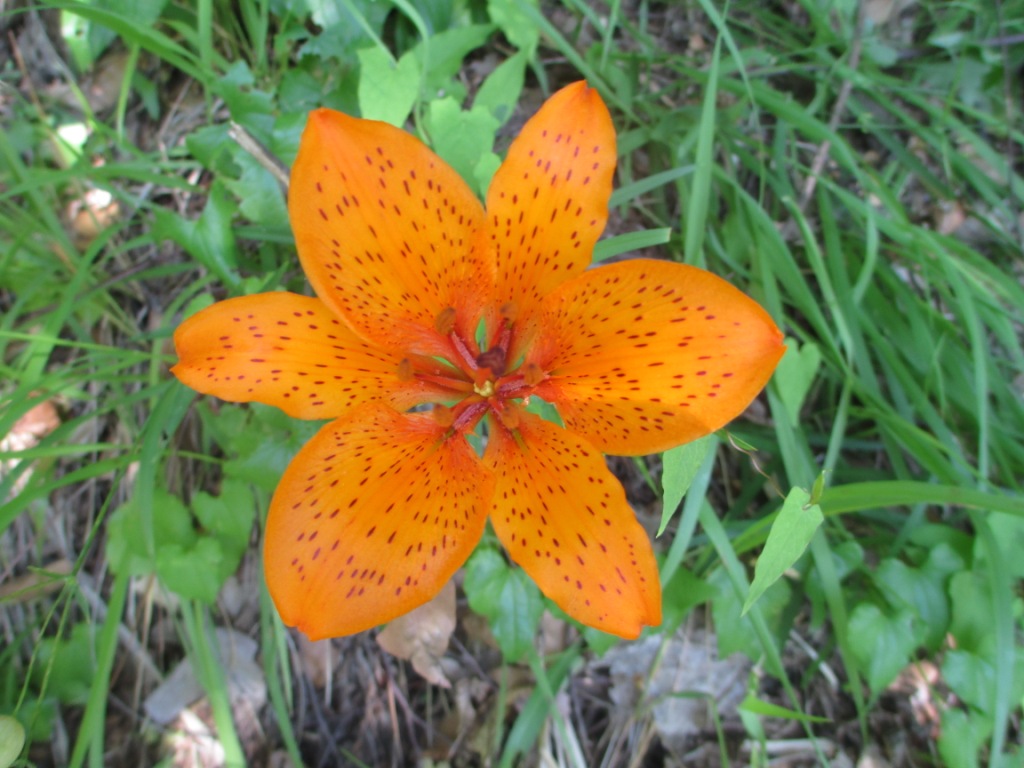 Lilium bulbiferum s.l.