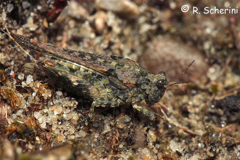 Tetrigidae