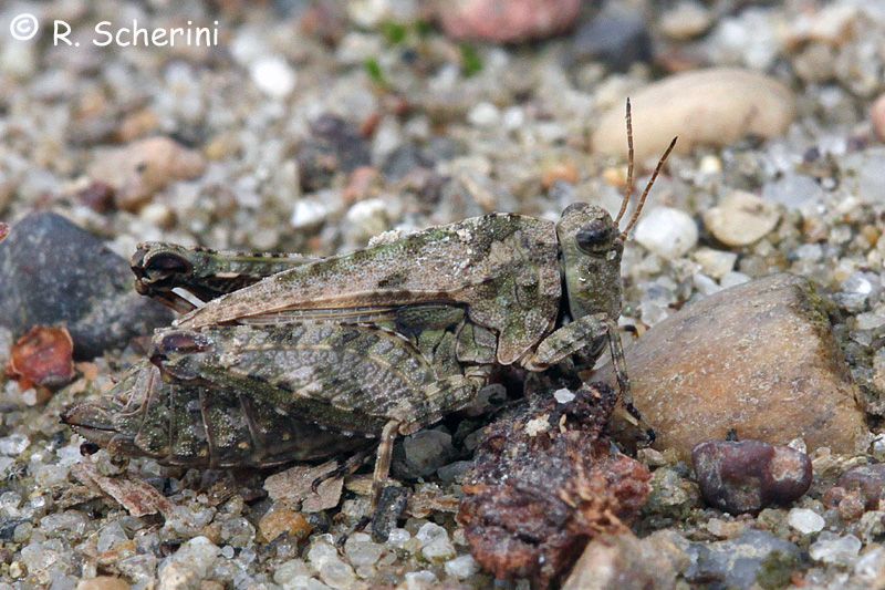 Tetrigidae