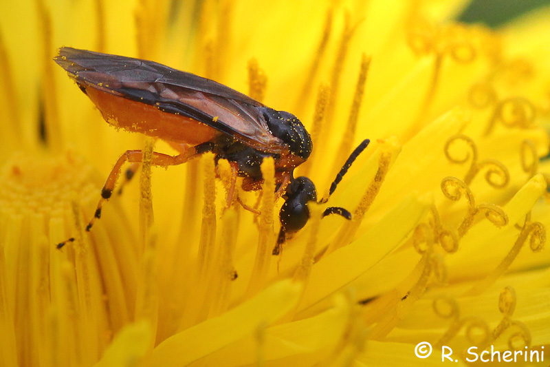 Athalia sp.