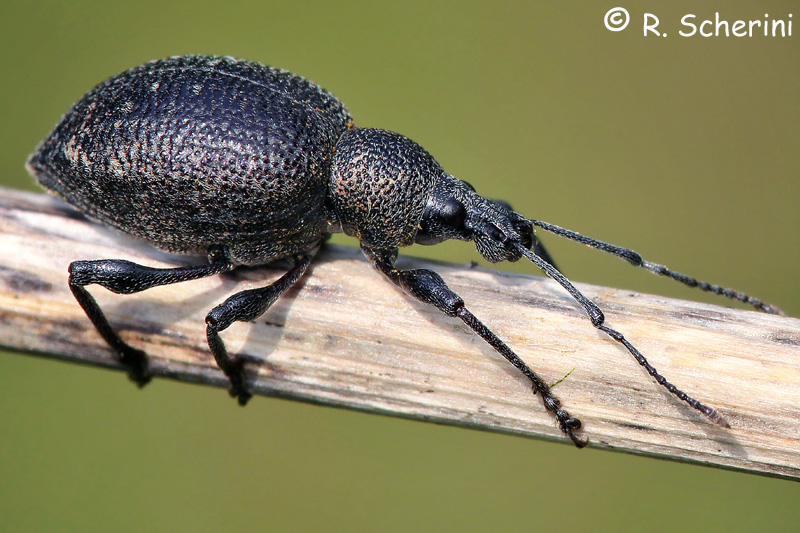 Curculionide: Otiorhynchus sp.