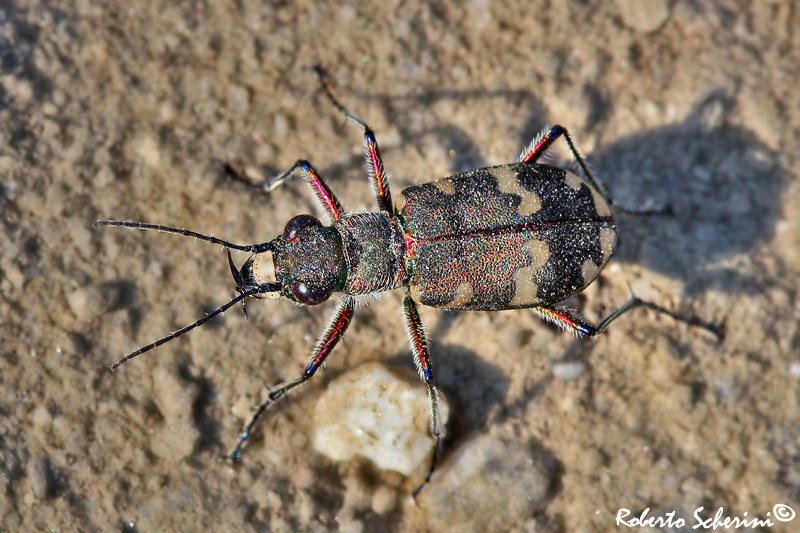 Cicindela hybrida transversalis  (Carabidae)