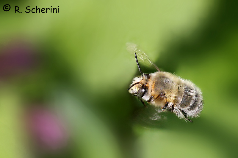 Unidentified flying insect: Apidae Anthophorinae: cfr. Anthophora sp.