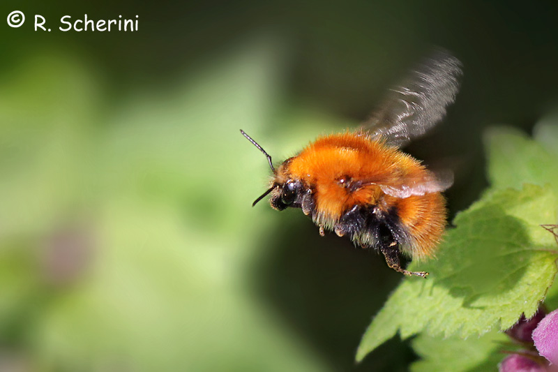 Bombus pascuorum