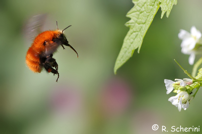 Bombus pascuorum