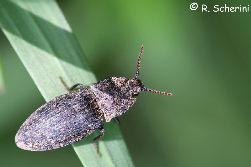 Elateride da ID: Agrypnus murinus